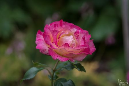 IMG 3652-1