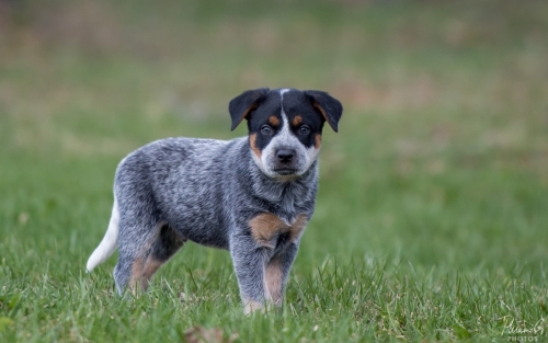 Iznogood No Remorse alias Ukko, Australian Cattle Dog