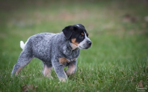 Iznogood No Remorse alias Ukko, Australian Cattle Dog