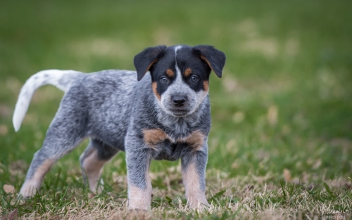 Iznogood No Remorse alias Ukko, Australian Cattle Dog