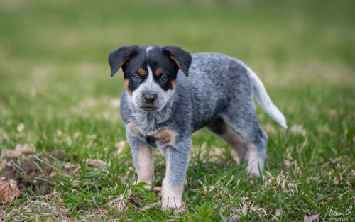 Iznogood No Remorse alias Ukko, Australian Cattle Dog