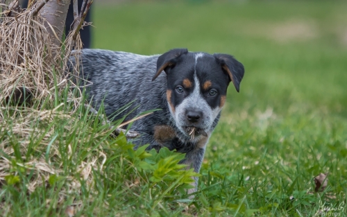 Iznogood No Remorse alias Ukko, Australian Cattle Dog