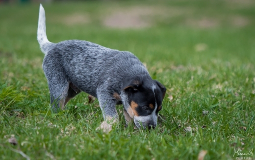 Iznogood No Remorse alias Ukko, Australian Cattle Dog