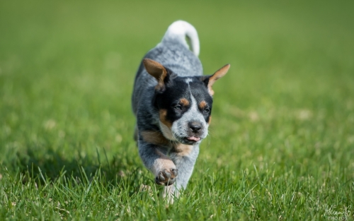 Iznogood No Remorse alias Ukko, Australian Cattle Dog