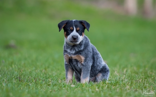 Iznogood No Remorse alias Ukko, Australian Cattle Dog