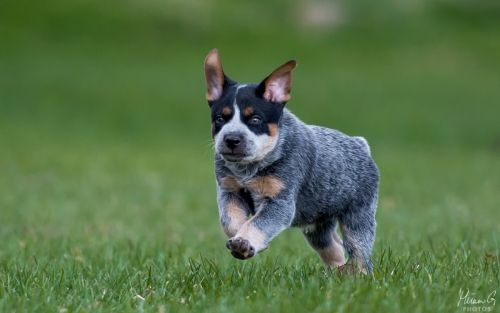 Iznogood No Remorse alias Ukko, Australian Cattle Dog
