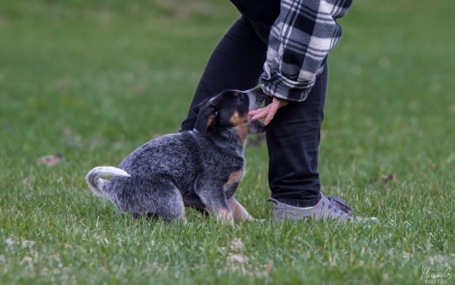 Iznogood No Remorse alias Ukko, Australian Cattle Dog