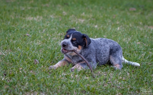 Iznogood No Remorse alias Ukko, Australian Cattle Dog