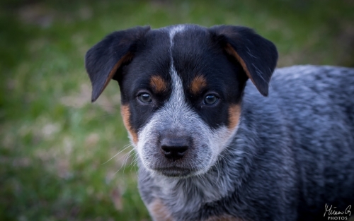 Iznogood No Remorse alias Ukko, Australian Cattle Dog