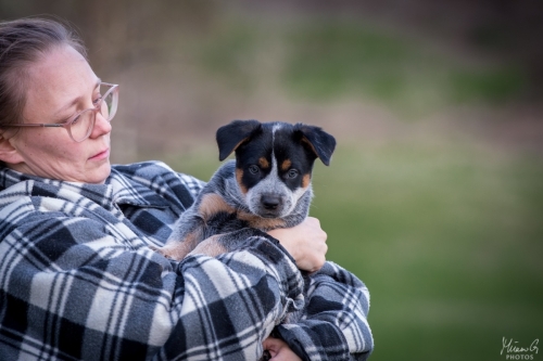 Iznogood No Remorse alias Ukko, Australian Cattle Dog