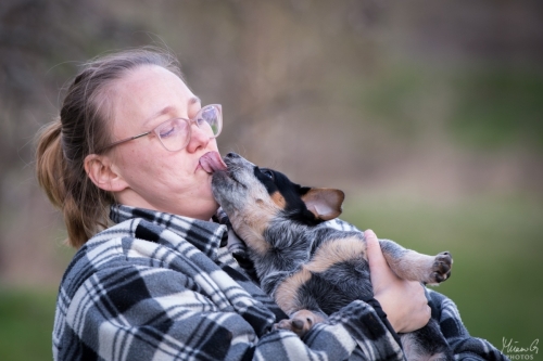 Iznogood No Remorse alias Ukko, Australian Cattle Dog
