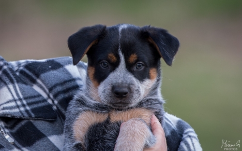 Iznogood No Remorse alias Ukko, Australian Cattle Dog