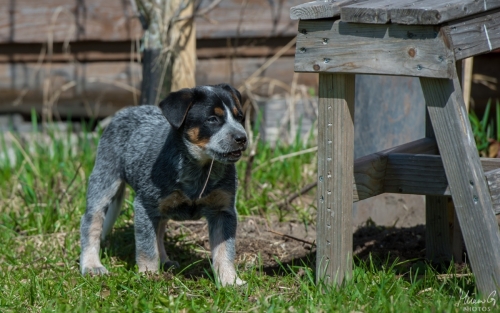 Iznogood No Remorse alias Ukko, Australian Cattle Dog
