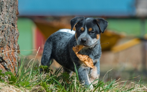 Iznogood No Remorse alias Ukko, Australian Cattle Dog