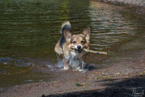 Viljo, Welsh Corgi