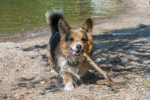 Viljo, Welsh Corgi