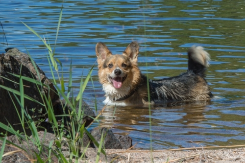 Viljo, Welsh Corgi
