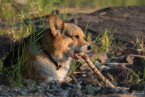 Viljo, Welsh Corgi