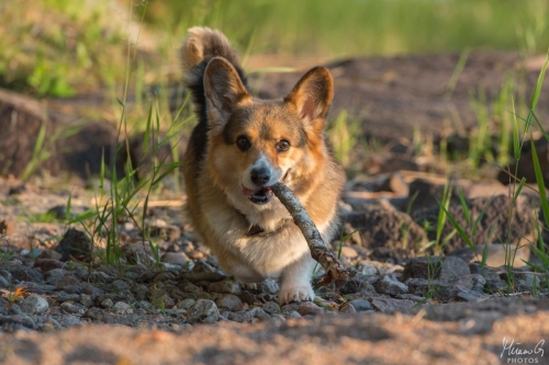 Viljo, Welsh Corgi