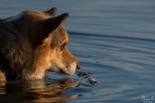 Viljo, Welsh Corgi