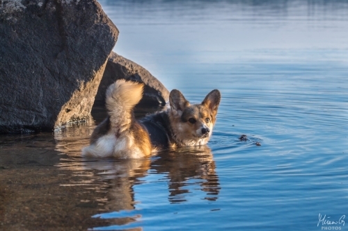 Viljo, Welsh Corgi