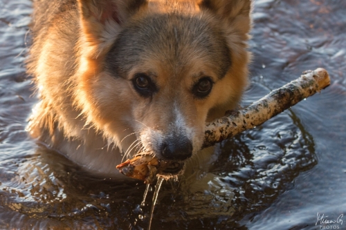 Viljo, Welsh Corgi