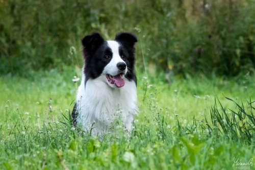 Demsin Yogi alias ”Edu”, Bordercollie