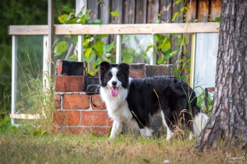 Demsin Yogi alias ”Edu”, Bordercollie