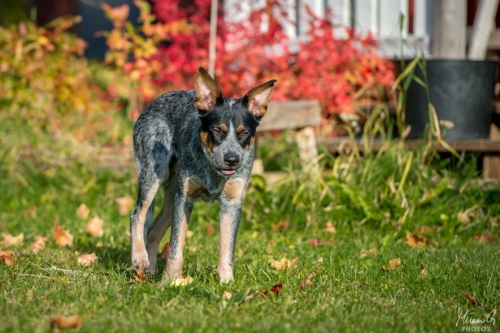 Iznogood No Remorse alias Ukko, Australian Cattle Dog