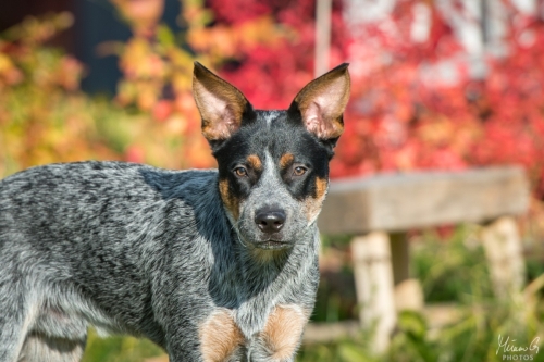 Iznogood No Remorse alias Ukko, Australian Cattle Dog