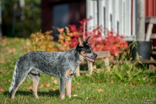 Iznogood No Remorse alias Ukko, Australian Cattle Dog