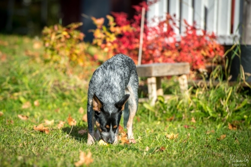 Iznogood No Remorse alias Ukko, Australian Cattle Dog