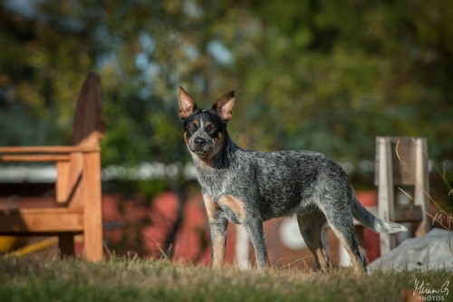 Iznogood No Remorse alias Ukko, Australian Cattle Dog