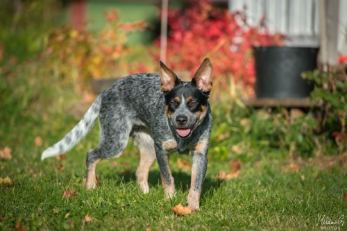 Iznogood No Remorse alias Ukko, Australian Cattle Dog