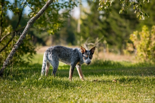 Iznogood No Remorse alias Ukko, Australian Cattle Dog