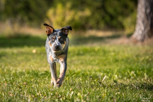 Iznogood No Remorse alias Ukko, Australian Cattle Dog