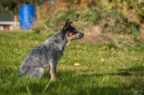Iznogood No Remorse alias Ukko, Australian Cattle Dog