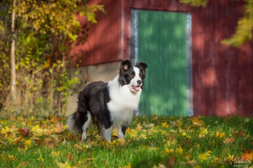 Demsin Yogi alias ”Edu”, Bordercollie