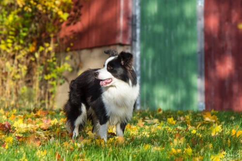 Demsin Yogi alias ”Edu”, Bordercollie