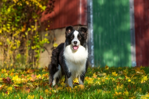 Demsin Yogi alias ”Edu”, Bordercollie