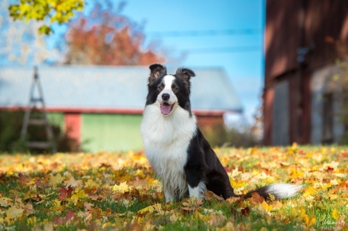 Demsin Yogi alias ”Edu”, Bordercollie