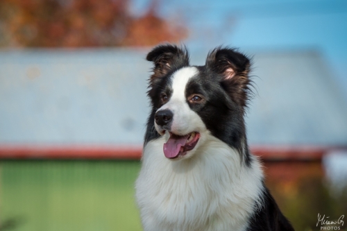 Demsin Yogi alias ”Edu”, Bordercollie