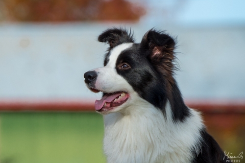 Demsin Yogi alias ”Edu”, Bordercollie
