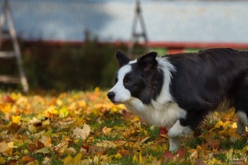 Demsin Yogi alias ”Edu”, Bordercollie