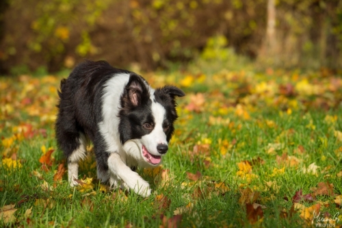 Demsin Yogi alias ”Edu”, Bordercollie