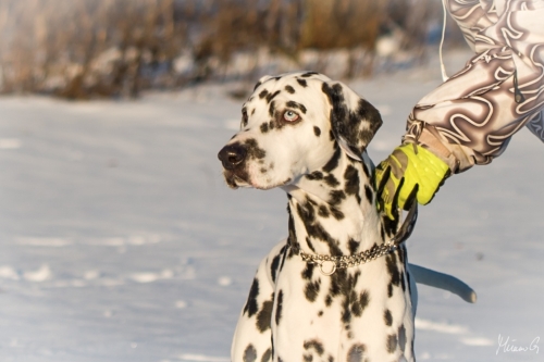 Reetu, Dalmatian