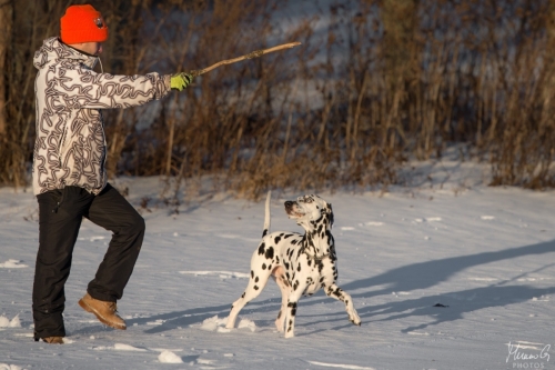 Reetu, Dalmatian