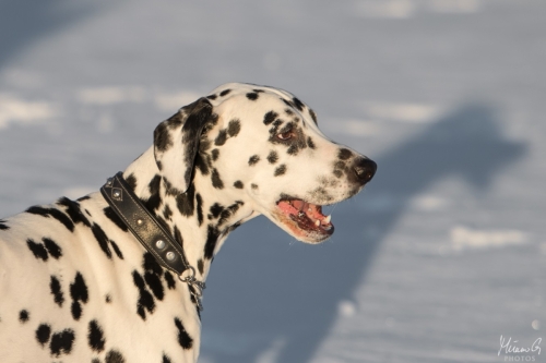 Reetu, Dalmatian
