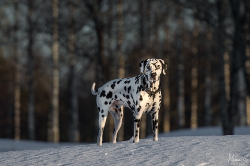 Reetu, Dalmatian