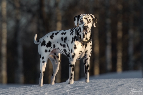 Reetu, Dalmatian